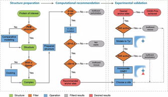 《自然》長文聚焦 北大陳鵬、王初團隊開發活體內蛋白質瞬時原位激活新技術